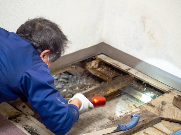 Best Residential Mold Removal  in Denver City, TX