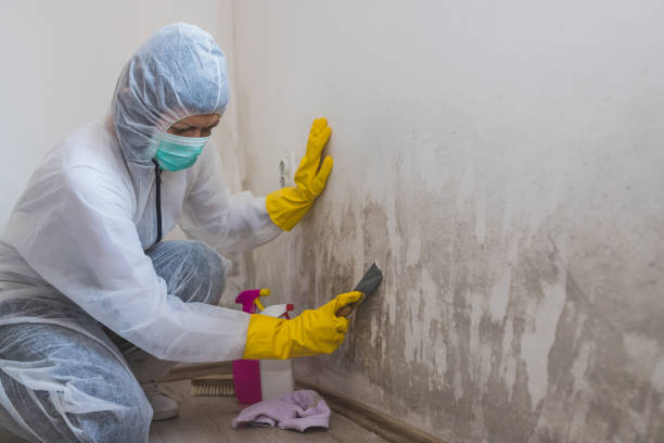 Best Affordable Mold Removal  in Denver City, TX