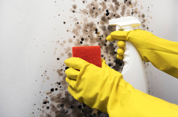 Best Best Mold Removal Companies  in Denver City, TX