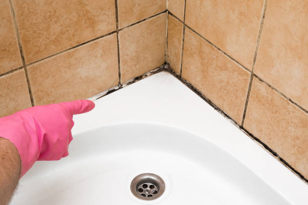 Best Mold Removal Near Me  in Denver City, TX